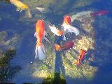 Large oranda goldfish