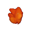 Goldfish swimming toward the camera