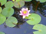 Hardy lily on the water surface