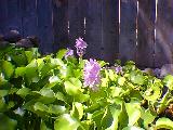 Hyacinth flowers in bloom