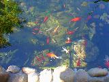 Many fish visible near the surface