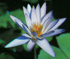Dauben lily illustration