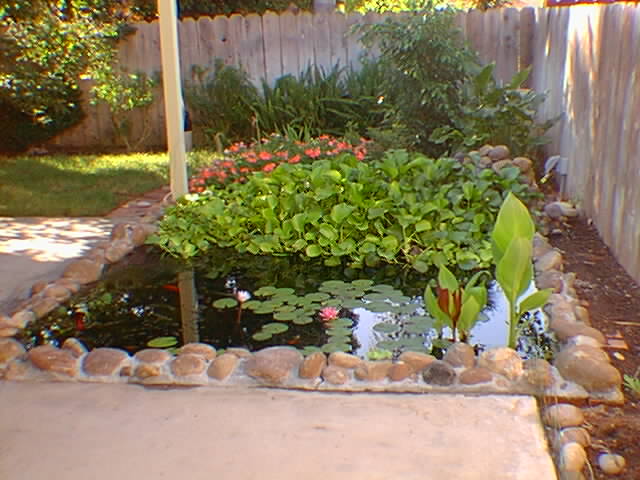 Full view of the pond with rock border