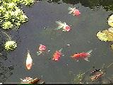 Oranda goldfish with red cap